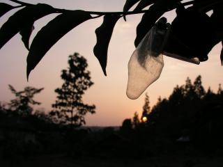 Close-up on condom from installation at sunset