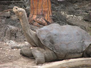 Lonesome George (source: http://www.flickr.com/photos/mikeweston/332184687)