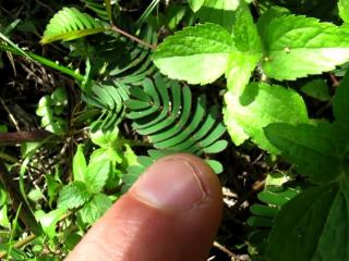 Mimosa Pudica (touch-sensitive plant) at ComPeung