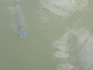 Un poisson (lac du monastère près de ComPeung)