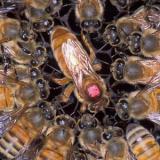 Reine d'une colonie d'abeilles