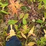 Shoes and autumn leaves