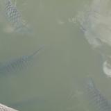 Quelques poissons (lac du monastère près de ComPeung)