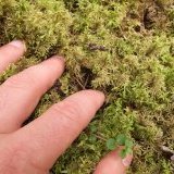 Moss
