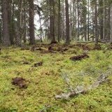 One of the many possible sites