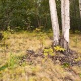 Birches