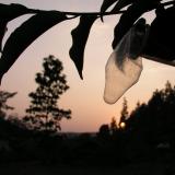 Close-up on condom from installation at sunset