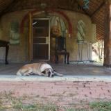 Reddicks (the dog) in front of my house in Compeung