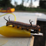 The caterpillar and the alligator