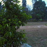 The fruits are in the tree