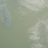 Un poisson (lac du monastère près de ComPeung)